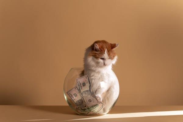 超详细宠物医保报销流程，请查收！