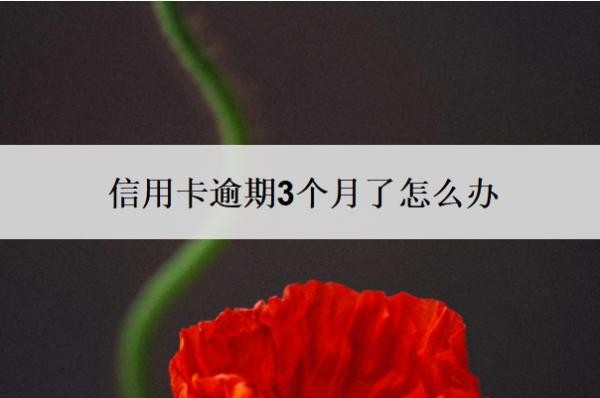 信用卡逾期3个月了怎么办 信用卡逾期3个月了怎么办